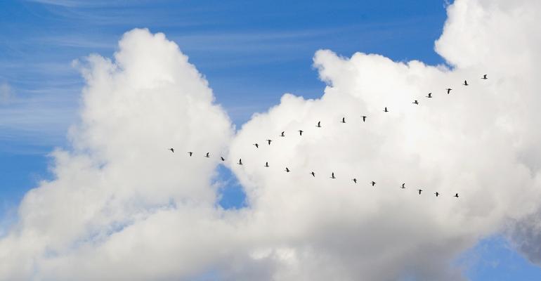 migrating birds flying through clouds
