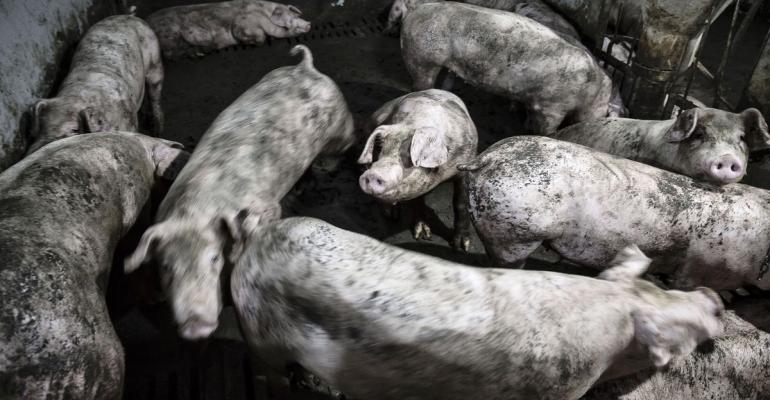 Adult pigs are held in a pig pen at the farm. Photographer: Qilai Shen/Bloomberg