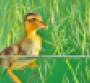Baby duck swimming alone