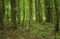 Active Directory forest